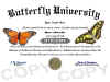 butterfly diploma