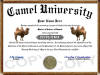 Diploma Store Camel