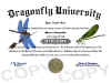 dragonfly diploma
