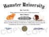 hamster diploma