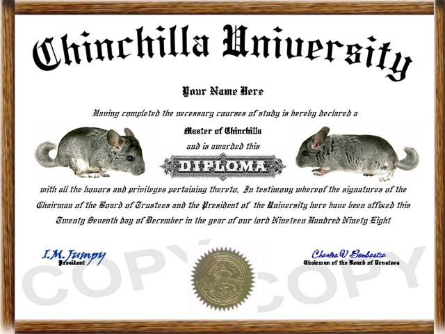 chinchilla diploma
