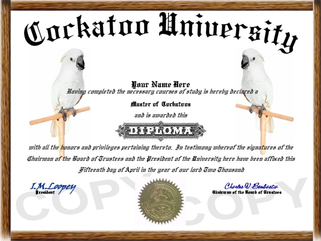 cockatoo diploma