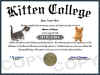 kitten diploma