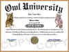 owl diploma