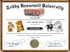 teddy bear collector diploma