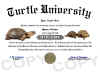 turtle diploma