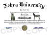 zebra diploma