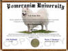 Novelty Pomeranian Diploma