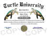 turtle diploma