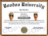 voodoo diploma